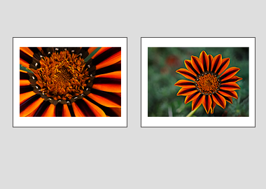 Both matted prints - (Treasure Flower) - 11"x14" each