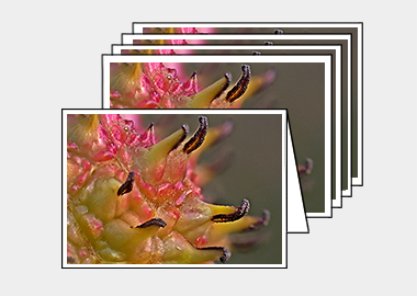 Package of 5 greeting cards - (Turkish Sweetgum HBV) – 4.5″x6.25″