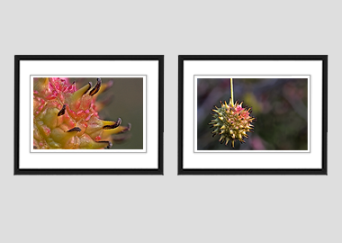 Both framed prints - (Turkish Sweetgum) - 8"x10" each