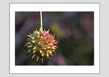 matted print - (Turkish Sweetgum HV) - 11"x14"