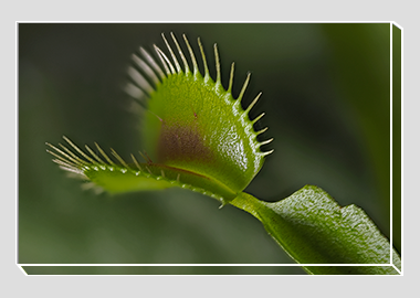 canvas print - (Venus Flytrap HV) - 8"x12"