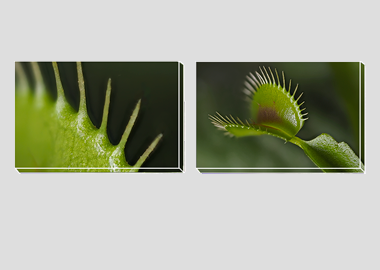 Both canvas prints - (Venus Flytrap) - 8"x12" each