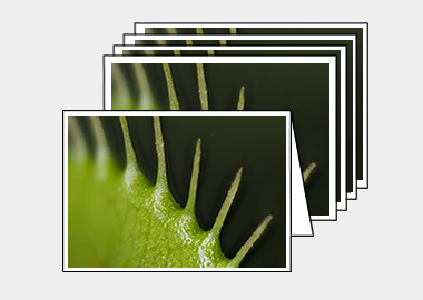 Package of 5 greeting cards - (Venus Flytrap HBV) – 4.5″x6.25″