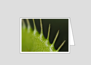 Fine art greeting card - (Venus Flytrap HBV) – 4.5″x6.25″