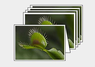 Package of 5 greeting cards - (Venus Flytrap HV) – 4.5″x6.25″