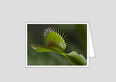 Fine art greeting card - (Venus Flytrap HV) – 4.5″x6.25″