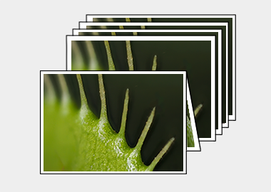 Package of 5 greeting cards - (Venus Flytrap) – 4.5″x6.25″