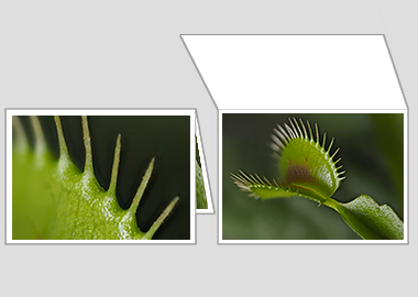 Fine art greeting card - (Venus Flytrap) – 4.5″x6.25″
