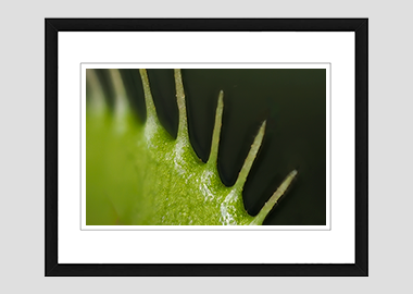 framed print - (Venus Flytrap HBV) - 8"x10"