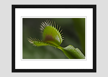 framed print - (Venus Flytrap HV) - 8"x10"