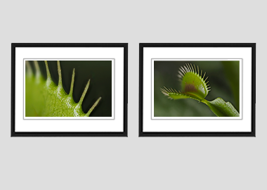 Both framed prints - (Venus Flytrap) - 8"x10" each