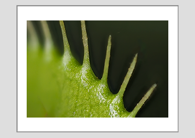 matted print - (Venus Flytrap HBV) - 11"x14"