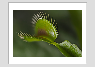 matted print - (Venus Flytrap HV) - 11"x14"