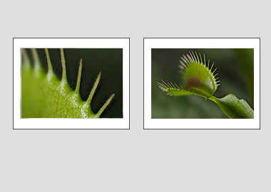 Both matted prints - (Venus Flytrap) - 11"x14" each