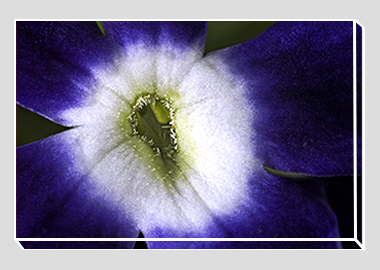 canvas print - (Verbena Royal Purple with Eye HBV) - 8"x12"