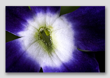 canvas print - (Verbena Royal Purple with Eye HBV) - 12"x18"