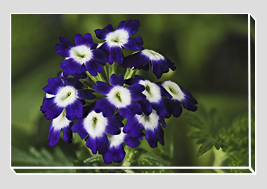 canvas print - (Verbena Royal Purple with Eye HV) - 8"x12"
