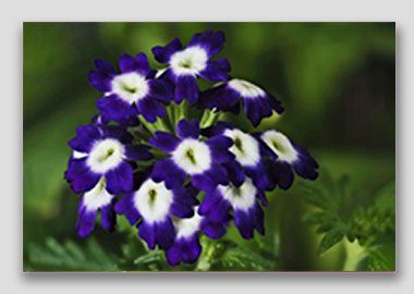 canvas print - (Verbena Royal Purple with Eye HV) - 8"x12"