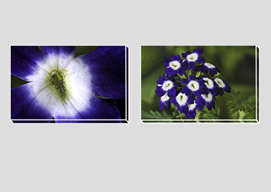 Both canvas prints - (Verbena Royal Purple with Eye) - 8"x12" each