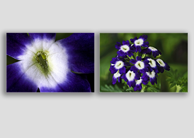 Both canvas prints - (Verbena Royal Purple with Eye) - 12"x18" each