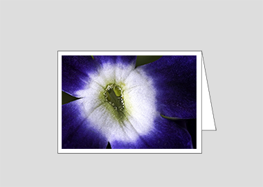 Fine art greeting card - (Verbena Royal Purple with Eye HBV) – 4.5″x6.25″