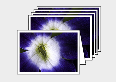 Package of 5 greeting cards - (Verbena Royal Purple with Eye HBV) – 4.5″x6.25″