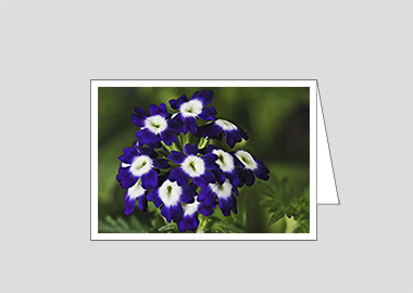 Fine art greeting card - (Verbena Royal Purple with Eye HV) – 4.5″x6.25″