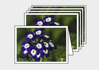 Package of 5 greeting cards - (Verbena Royal Purple with Eye HV) – 4.5″x6.25″