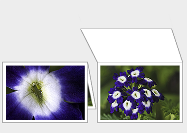 Fine art greeting card - (Verbena Royal Purple with Eye) – 4.5″x6.25″