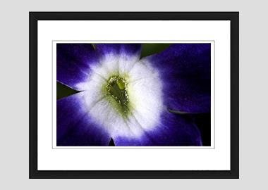 framed print - (Verbena Royal Purple with Eye HBV) - 8"x10"