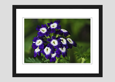 framed print - (Verbena Royal Purple with Eye HV) - 8"x10"