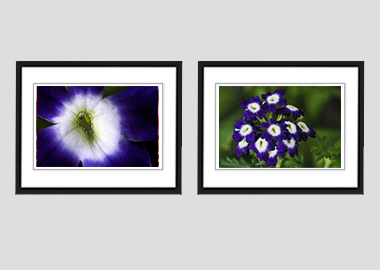 Both framed prints - (Verbena Royal Purple with Eye) - 8"x10" each