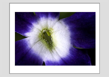 matted print - (Verbena Royal Purple with Eye HBV) - 11"x14"