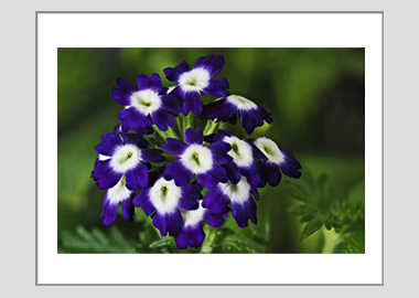 matted print - (Verbena Royal Purple with Eye HV) - 11"x14"