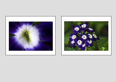 Both matted prints - (Verbena Royal Purple with Eye) - 11"x14" each