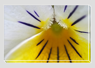 canvas print - (Wild Pansy HBV) - 8"x12"