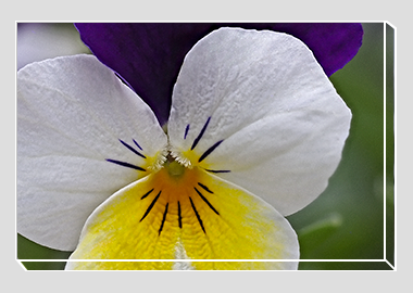 canvas print - (Wild Pansy HV) - 8"x12"