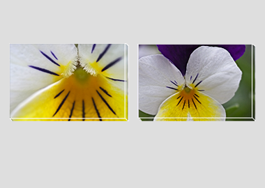 Both canvas prints - (Wild Pansy) - 8"x12" each