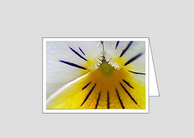 Fine art greeting card - (Crown of Thorns HBV) – 4.5″x6.25″