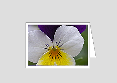 Fine art greeting card - (Crown of Thorns HV) – 4.5″x6.25″