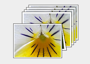 Package of 5 greeting cards - (Crown of Thorns) – 4.5″x6.25″