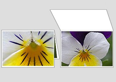 Fine art greeting card - (Crown of Thorns) – 4.5″x6.25″