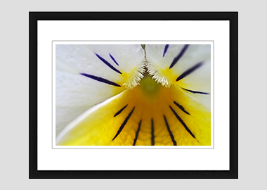 framed print - (Wild Pansy HBV) - 8"x10"