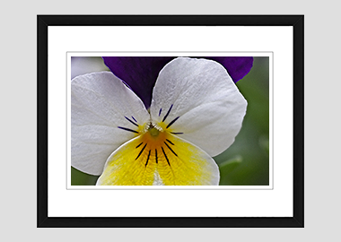 framed print - (Wild Pansy HV) - 8"x10"