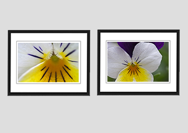 Both framed prints - (Wild Pansy) - 8"x10" each