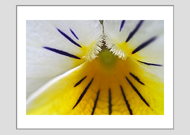 matted print - (Wild Pansy HBV) - 11"x14"