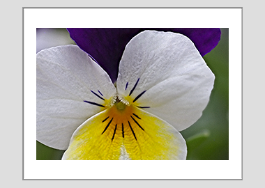 matted print - (Wild Pansy HV) - 11"x14"