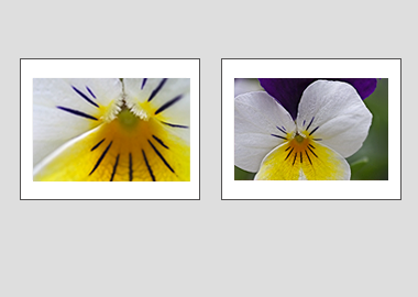 Both matted prints - (Wild Pansy) - 11"x14" each