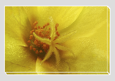 canvas print - (Yellow Blossom Purslane HBV) - 8"x12"