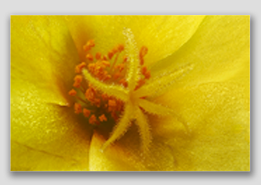 canvas print - (Yellow Blossom Purslane HBV) - 12"x18"